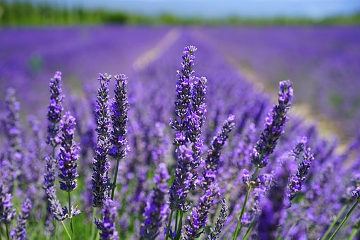 lavender-blossom-1595584__340